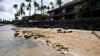 Photo of the beach in front of Maui Sands